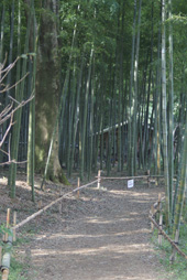 「谷の家」へ通じる竹林